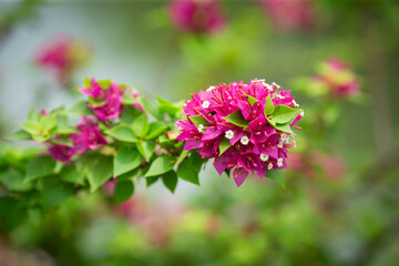 Magenta color flower of Bougainvillea hybrid plant (also known as paper flower plant), during day time