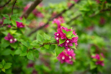 Magenta color flower of Bougainvillea hybrid plant (also known as paper flower plant), during day time