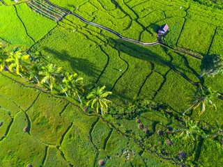 beautiful morning view panorama of indonesia agriculture industry rice fields with beautiful sky colors natural light