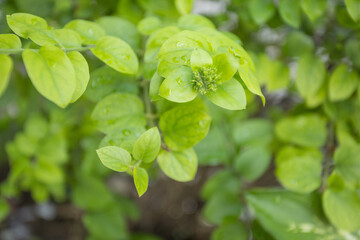 Beautiful flowers bloom in the wet summer of Surabaya
