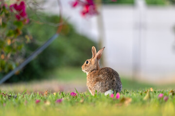 Grey small hare eating grass on Florida backyard. Wild rabbit in nature