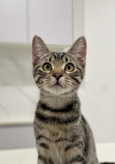 Portrait of a kitten.