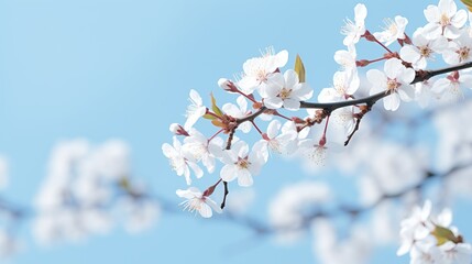 Obraz premium A close-up photograph of a delicate branch adorned with white cherry blossoms, set against a softly blurred background of blue sky. 