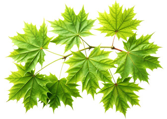  green maple leaves on branch isolated on white background, PNG