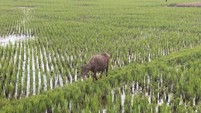 Water buffalo grazing in a lush green rice field with young rice plants arranged in rows. Represents traditional farming, rural life, agriculture in Asia, sustainable cultivation, and countryside land