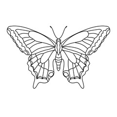 butterfly vector illustration