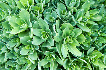 A bright green ornamental sedum plant. Lots of green spring leaves.