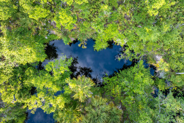 Wetlands wild tropical nature with dense green rainforest. Aerial view of Florida jungles
