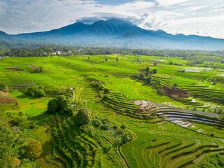 Fototapeta premium beautiful morning view panorama of indonesia agriculture industry rice fields with beautiful sky colors natural light