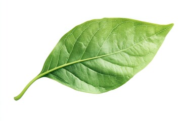 Obraz premium natural growth symbol with single sprouting leaf isolate on white background