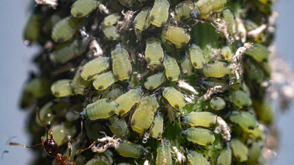 Aphids that feed on the underside of leaves to suck nectar.