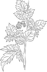 Line drawing of raspberry branch with berries, flowers and leaves. Botanical vintage illustration, perfect for coloring books, packaging and nature-themed design.