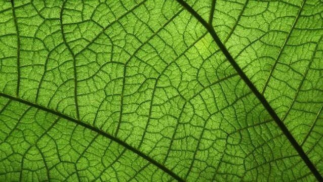close-up video of green leaf vein structure, moving from left to right