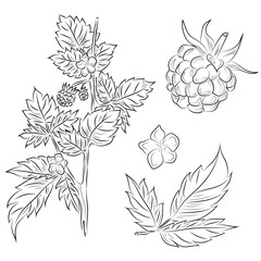 Detailed black and white line art of raspberry plant with berries, leaves, and flower. Botanical vintage style illustration perfect for coloring books, packaging, and nature-themed designs.