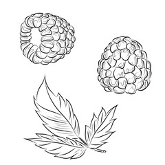 Vector linear illustration of two raspberries and raspberry leaf. Botanical vintage illustration for packaging and theme design.