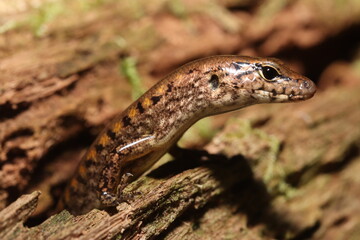Yellow-blotched forest-skink (Eulamprus tigrinus/Concinnia tigrina)