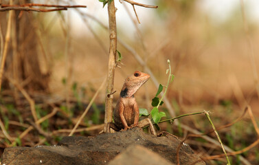 Agama lizard in the forest