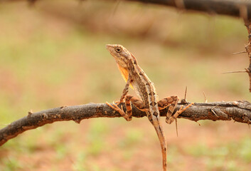Agama lizard in the forest