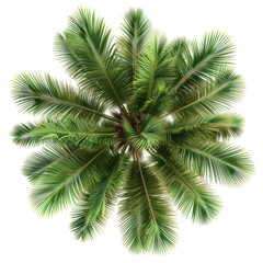 Fototapeta premium Tropical palm tree top view