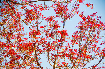 Autumn forest nature at morning