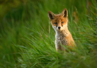 Cute young red fox ( Vulpes vulpes )