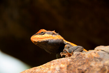 Agama lizard in the forest