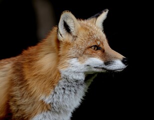 Fototapeta premium Close-Up Side Profile of a Red Fox Against Black Background, Capturing the Elegance of Wildlife