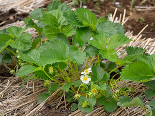 イチゴの栽培