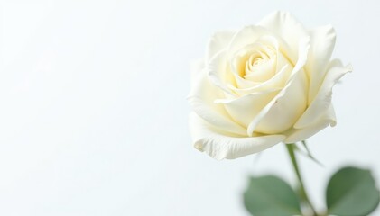 Naklejka premium Single, perfect white rose bloom against a bright white background, element, wedding, design