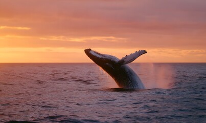 Fototapeta premium At sunset, the magnificent whale's plume rises above the ocean's surface, its water droplets illuminated by the sunlight. Generative AI
