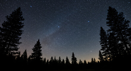 Fototapeta premium Silhouetted Pines Against a Starry Night Sky