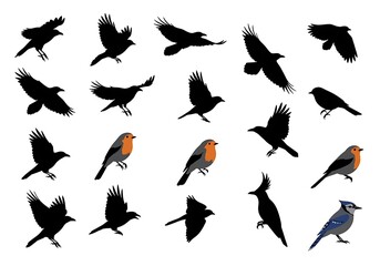 Obraz premium Flight & Form: Avian Silhouettes