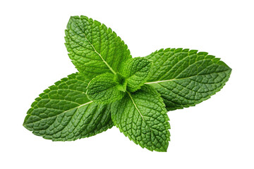 mint isolated on white background