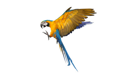 Colorful flying Blue and Gold Macaw parrot isolated on transparent background png file