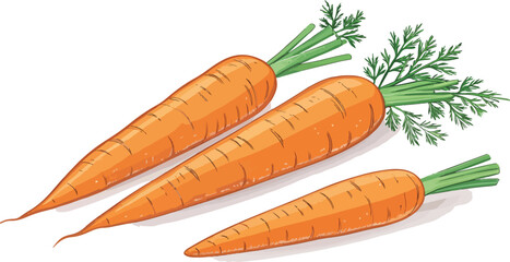 Carrot vector design, Carrot in white background illustration vector design