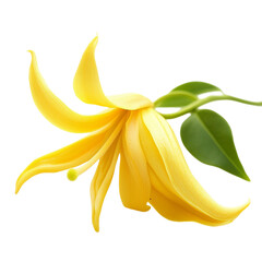 Vibrant Yellow Ylang-Ylang Flower Close-Up Photography