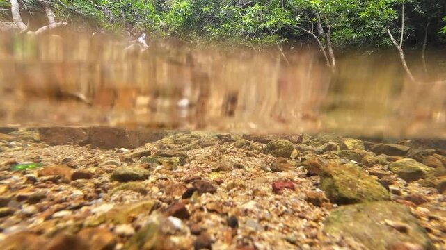 Tranquil Siu Chik Sha River Flowing Through Forest Landscape May 10 2025