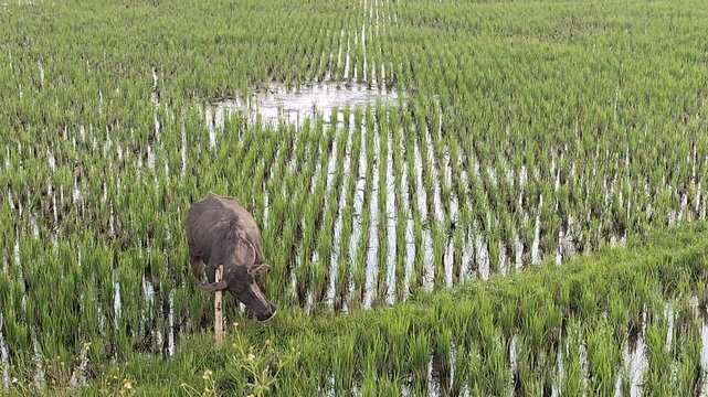 Water Buffalo Grazing in Green Rice Field Agriculture Landscape