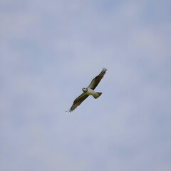 Fototapeta premium Pájaro en pleno vuelo contra un cielo ligeramente nublado.