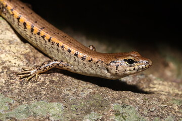 Yellow-blotched forest-skink (Eulamprus tigrinus/Concinnia tigrina)