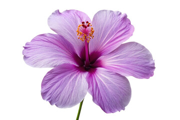 pink flower isolated on white