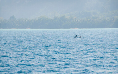 Fototapeta premium Ocean wave water background, Abstract blue sea water