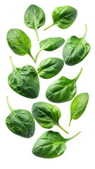 Fototapeta premium flying fresh spinach leaves isolated on transparent white background, clipping path