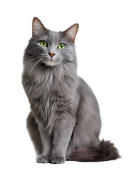 The Nebelung cat sits elegantly with its long blue-gray coat and alert green eyes, perfectly framed against a seamless white backdrop, highlighting its delicate structure and silky fur
