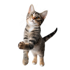 Munchkin cat stands on hind legs, extending tiny paws toward the camera with bright eyes and a tilt of curiosity. Its tabby coat in silver and black adds to its distinct charm and appeal