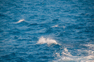 Fototapeta premium Ocean wave water background, Abstract blue sea water.