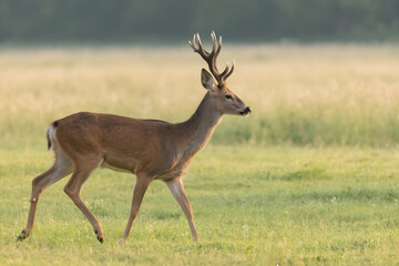 red deer in the grass