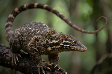 Obraz premium close up of a lizard