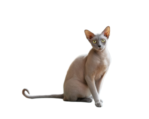 A playful Devon Rex cat with curly lavender fur and big ears sits elegantly on a stylish chair, surrounded by plants and the warm afternoon light
