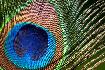 Colorful and Artistic Peacock Feathers.